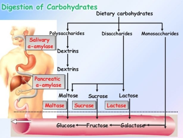 carbohydrate là chất gì, total carbohydrate là gì, total carbohydrate, carbohydrates là gì, carbohydrate là gì, Vai trò của carbohydrate trong cơ thể người, Carbohydrate có trong thực phẩm nào, Carbohydrate tiếng Việt la gì, Carbohydrate có tác dụng gì, Carbohydrate có mấy loại