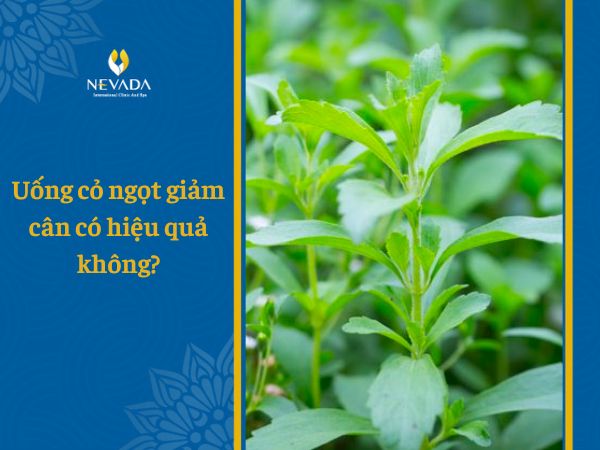  Uống cỏ ngọt giảm cân có hiệu quả không? Tiết lộ cách uống trà cỏ ngọt giảm cân hiệu quả